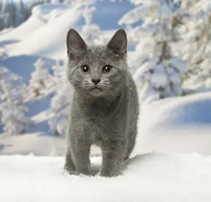 Fake: Chartreux kitten in winter snow