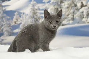 Fake: Chartreux kitten in winter snow