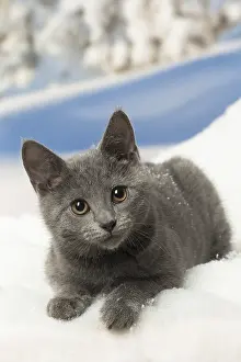 Fake: Chartreux kitten in winter snow