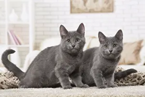 310118: Two Chartreux kittens indoors