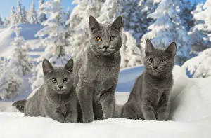Fake: Three Chartreux kittens in winter snow
