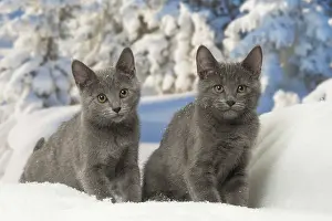 Fake: Two Chartreux kittens in winter snow