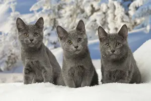 Fake: Three Chartreux kittens in winter snow