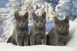 Fake: Three Chartreux kittens in winter snow