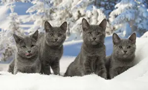 Fake: Four Chartreux kittens in winter snow