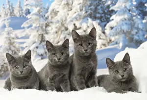 Fake: Four Chartreux kittens in winter snow