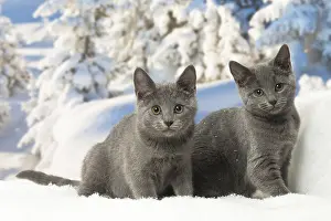 Fake: Two Chartreux kittens in winter snow