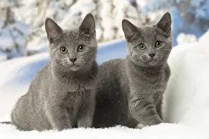 Fake: Two Chartreux kittens in winter snow