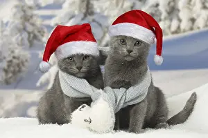 Scarf: Two Chartreux kittens in winter snow wearing