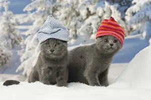 Fake: Two Chartreux kittens in winter snow wearing hats