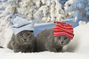Fake: Two Chartreux kittens in winter snow wearing hats