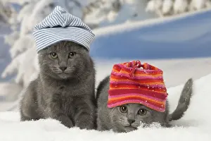 Fake: Two Chartreux kittens in winter snow wearing hats