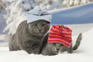 Fake: Two Chartreux kittens in winter snow wearing hats
