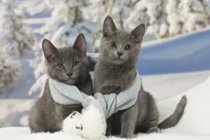 Fake: Two Chartreux kittens in winter snow wearing a scarf
