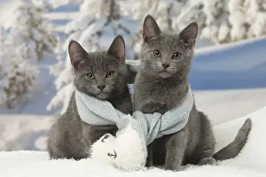 Fake: Two Chartreux kittens in winter snow wearing a scarf