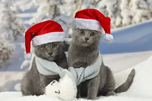 Scarf: Two Chartreux kittens in winter snow wearing a scarf
