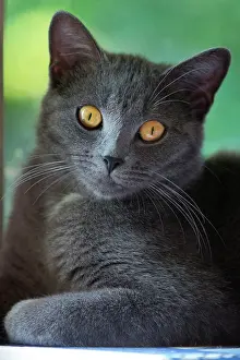 Celtic: Chartreux type gray adult cat resting near a window