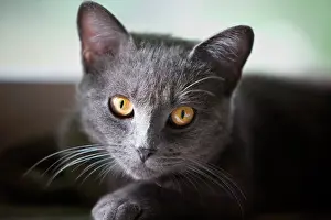 Celtic: Chartreux type gray adult cat resting near a window