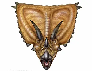 Reconstructions: Chasmosaurus