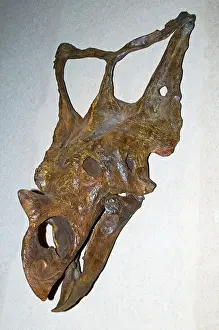 Opening: Chasmosaurus Dinosaur Skull