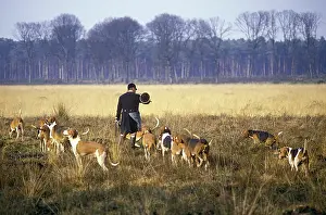 Chasse: Chasse a courrre au chevreuil