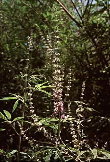 Monks: CHASTE TREE - in flower