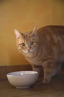 Aliments: Chat and his bowl of milk