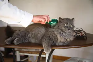 Brushed: Chat being done brushing