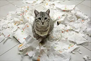 Kitchens: Chat and household paper shredded