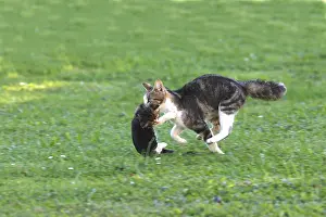 Comt: Chat moving its kittens one by one