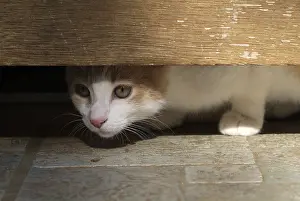 Curiosities: Chat observing all aroun under a door