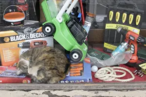 Shops: Chat sleeping in the middle of tools in a drugstore