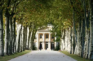 Birches: Chateau Margaux entrance, Sycamore trees, famous