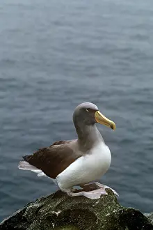 Auscape - Named Photographers: Chatham Albatross / Chatham Mollymawk