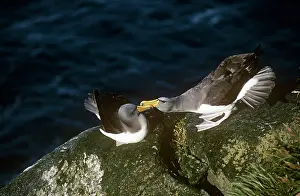 Eremita: Chatham Albatross / Chatham Mollymawk - courting pair