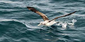 Renato Granieri: Chatham Albatross in flight taking off from the sea