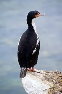 Chatham: Chatham Island Shag