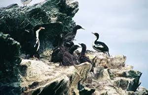 Chatham: Chatham Island Shag - colony with adults and young