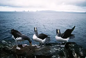 Cauta: Chatham Island Shy ALBATROSS / Mollymawks - COURTSHIP