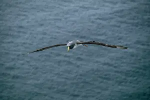 Eremita: Chatham Island Shy ALBATROSS / Mollymawks - Flying