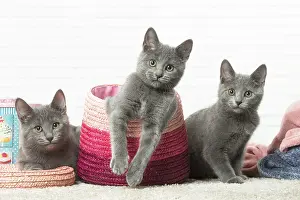 310118: Chatons Chartreux