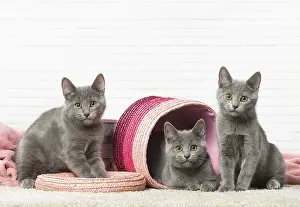 310118: Chatons Chartreux