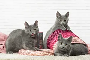 310118: Chatons Chartreux