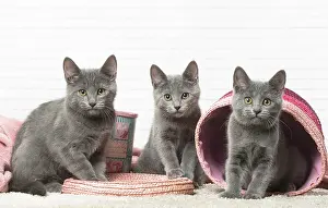 310118: Chatons Chartreux