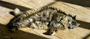 Intergalactic: Chatte Alrisha lolling in the sun on the floor