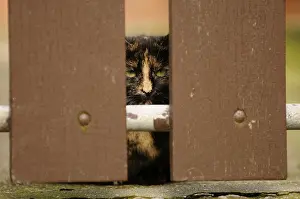 Yport: Chatte hidden behind a barrier Yport France