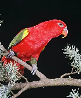 Chattering: Chattering LORY