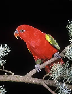 Chattering: Chattering Lory