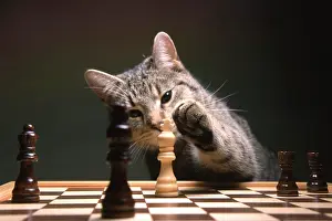 Board: Check mate house cat
