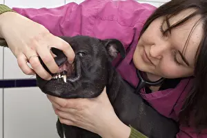 Check: Check the teeth of a Staffordshire Bull Terrier